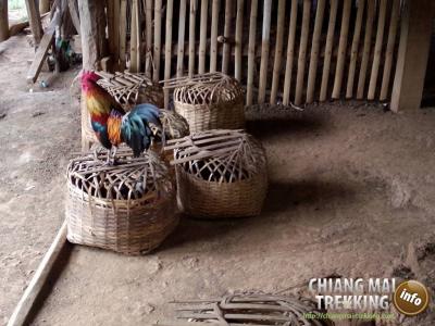 Photos de nos clients | Chiang Mai Trekking | Le meilleur trekking à Chiang Mai avec Piroon Nantaya